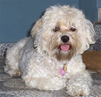Teacup Yorkie Poodle