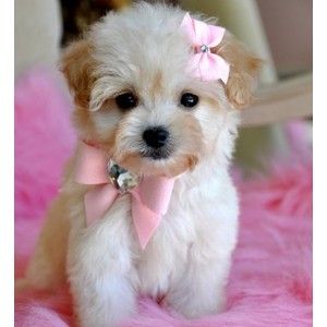 Teacup Yorkie White