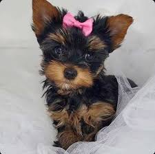 Yorkie Teacups For Sale